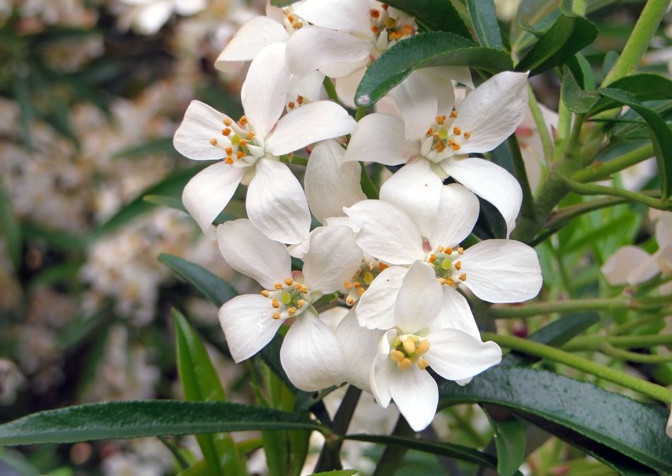 Choisya Ternata