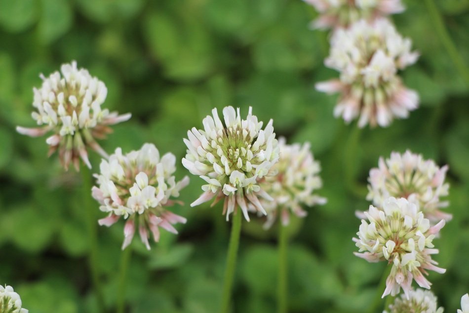 Beautiful blooming shamrock flowers