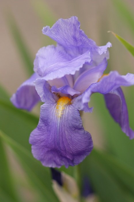 picturesque and pretty Iris