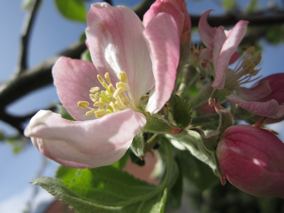 apple flower on a tree branch