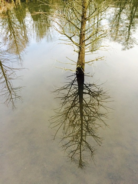 Mirroring Trees Water