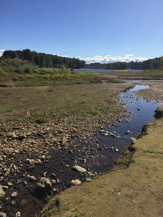 panorama of a wild stream in the country