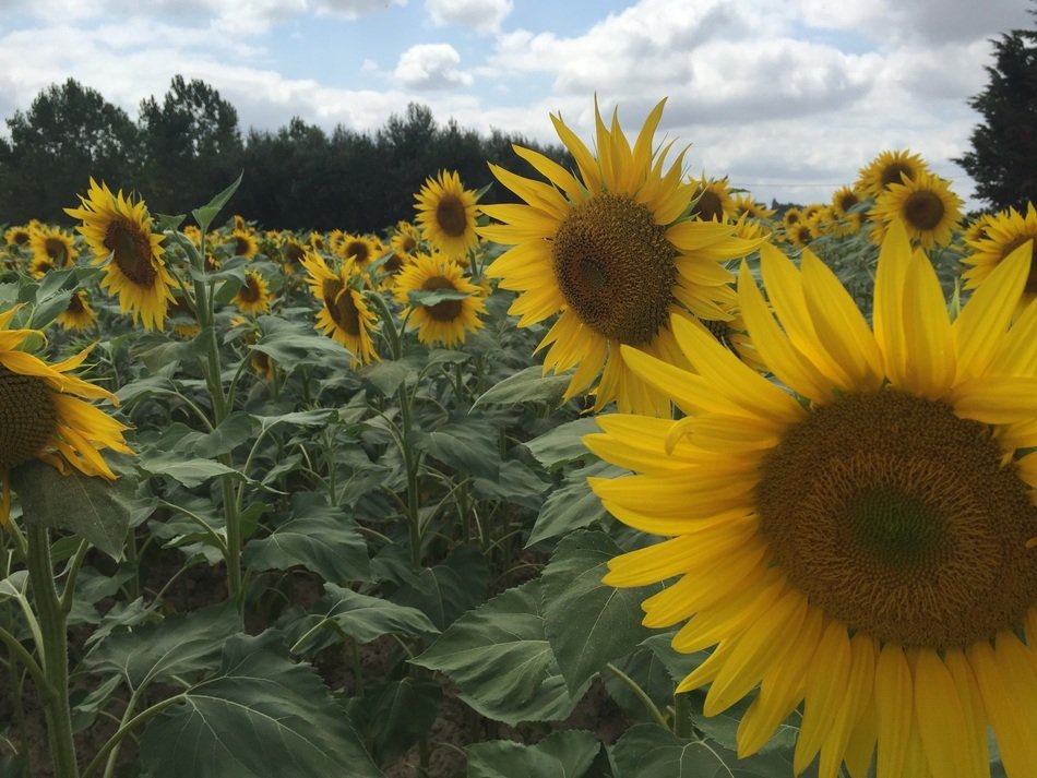 Landscape of the Sunflowers in summer time