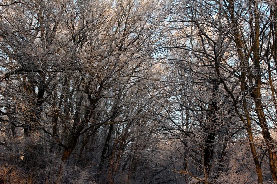 frost in the forest on a clear day