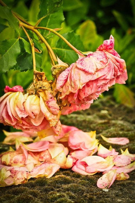Pink rose flowers on the ground