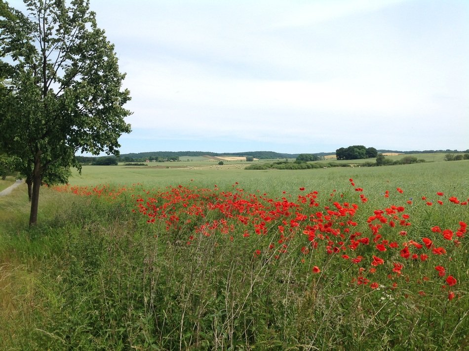 Landscape of the island in summer