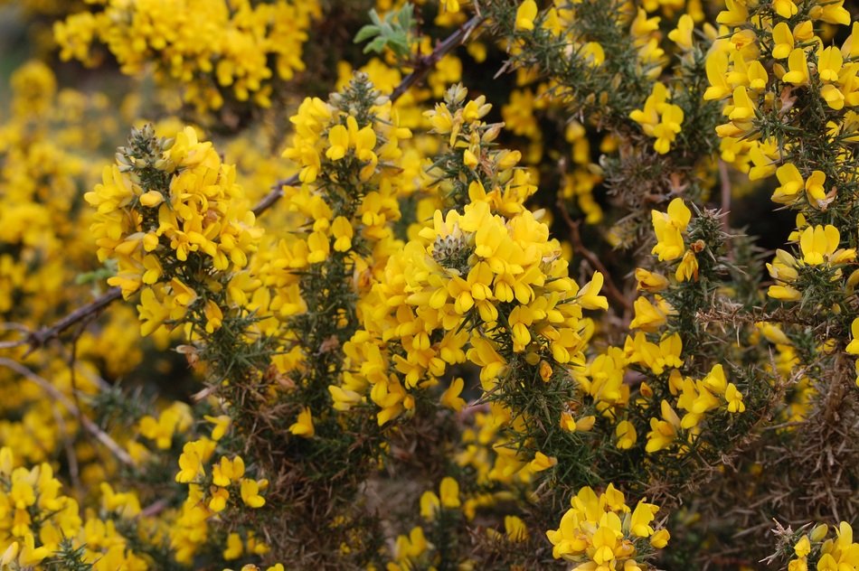 Broom Flower or Genisteae