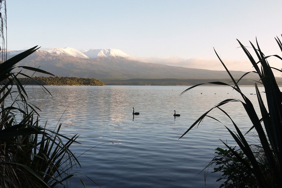 distant view of birds on the lake at the foot of the volcano