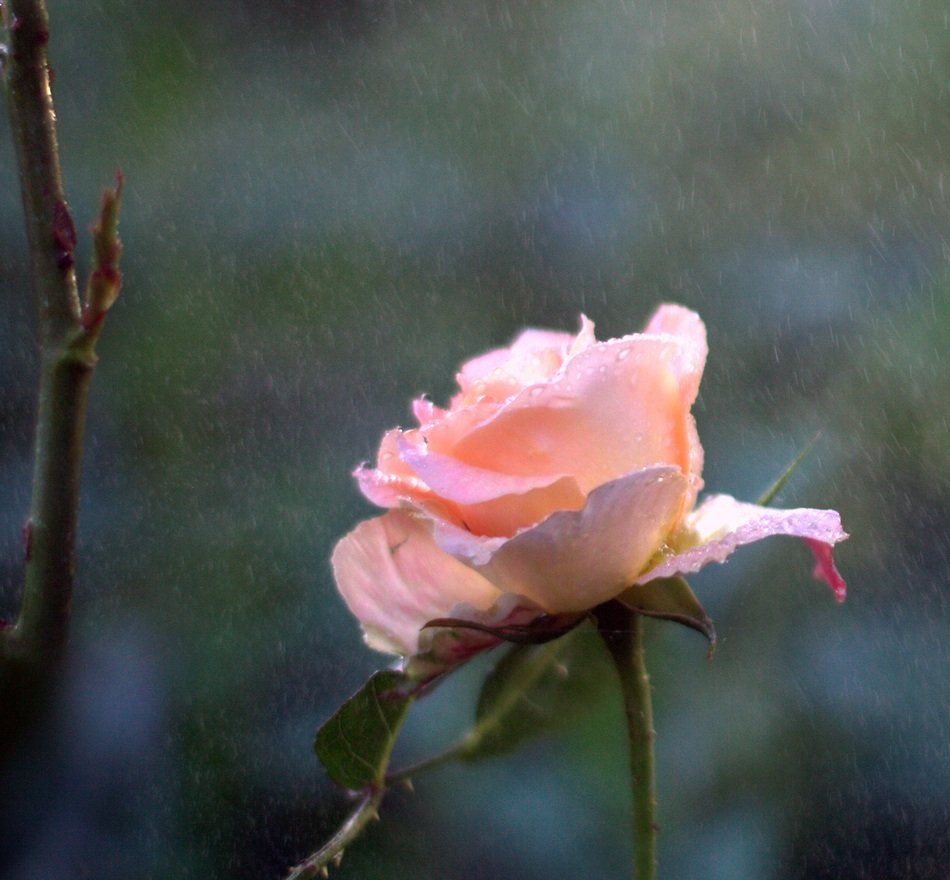 Pink flower in a rainy garden