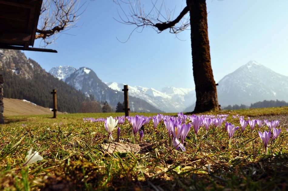 Crocus Purple Mountains