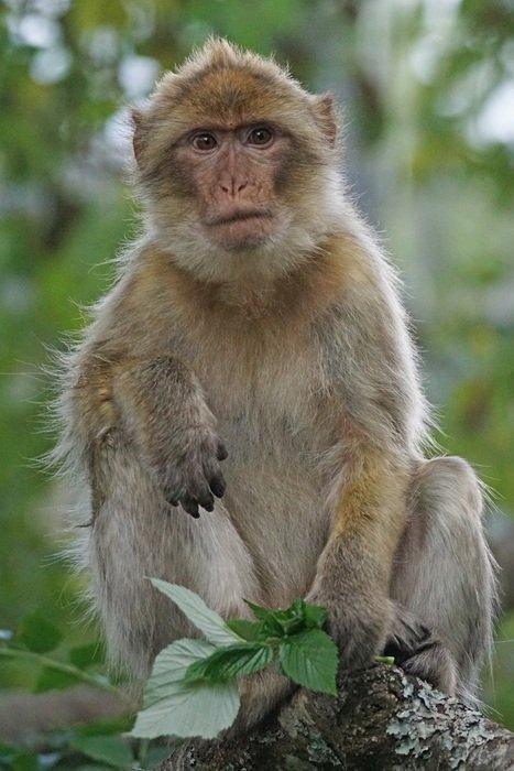 Narrow-nosed monkeys or monkeys of the Old World