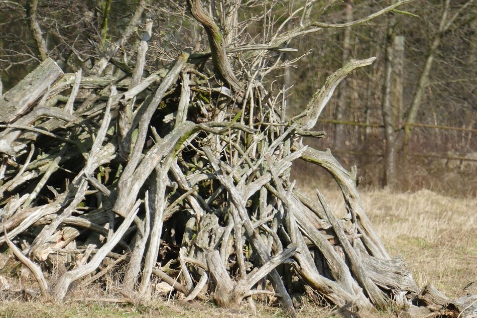 Branches on the groud in the forest