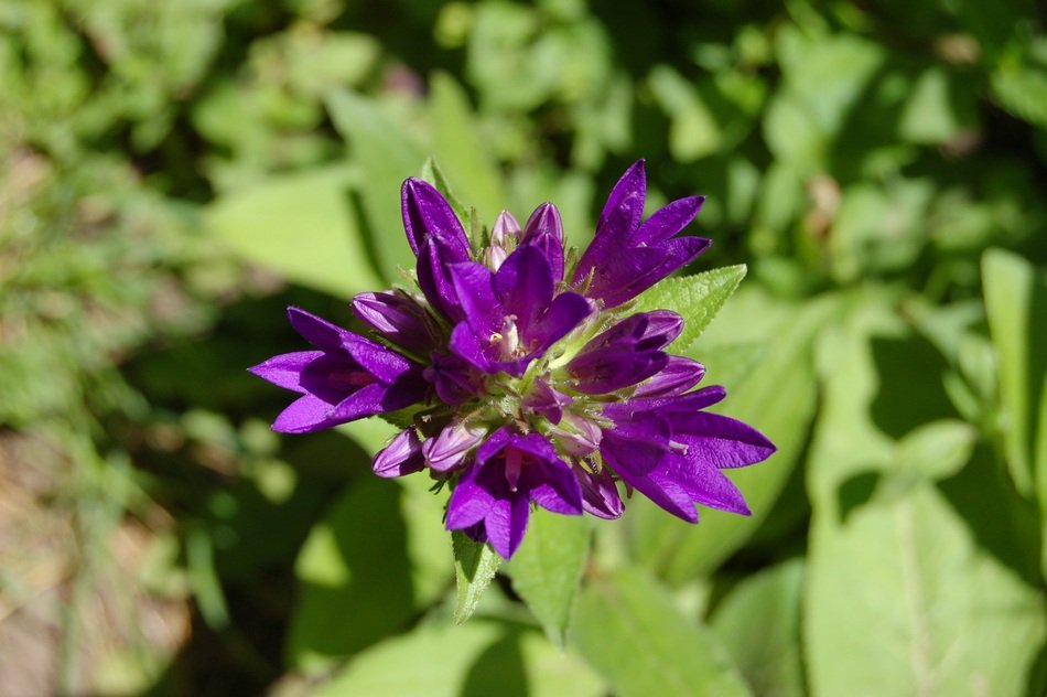 Flower Close Blossom Bloom