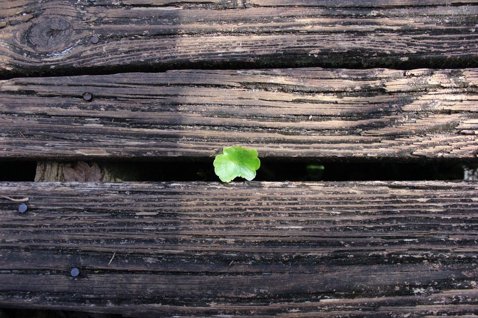 small green leaf between fence boards