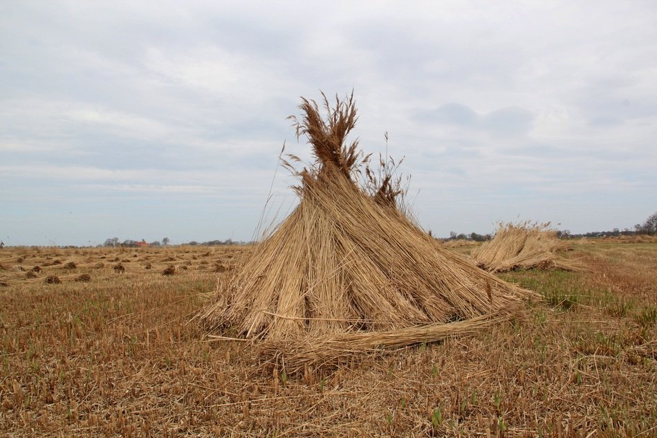 extraordinary stack of weeds