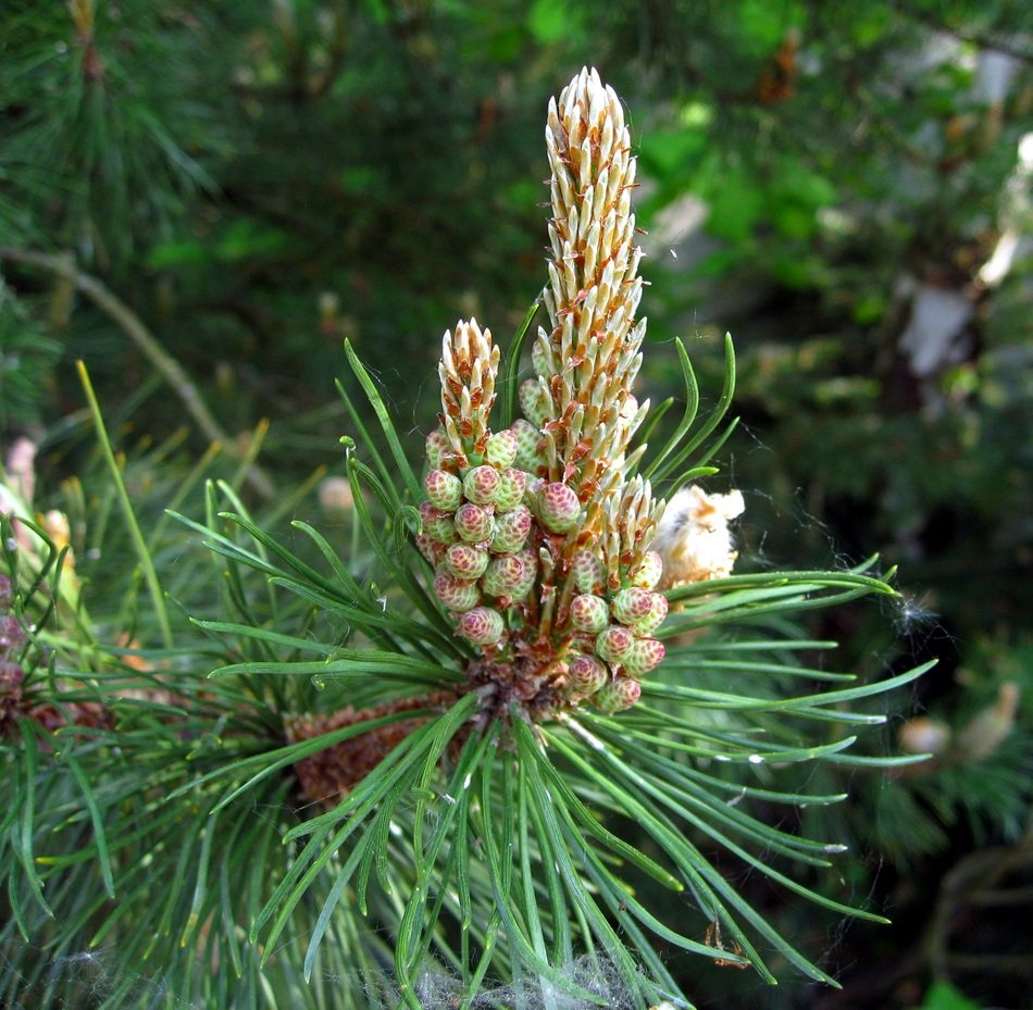 Needles on the pine