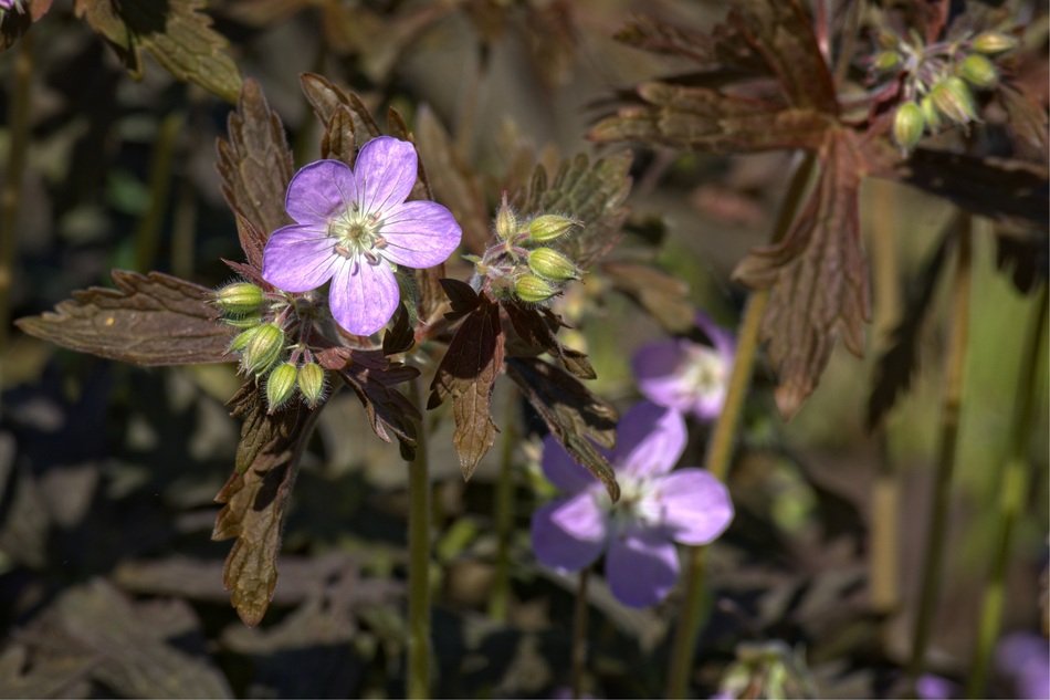 closeup view of Cranesbill from the geranium family