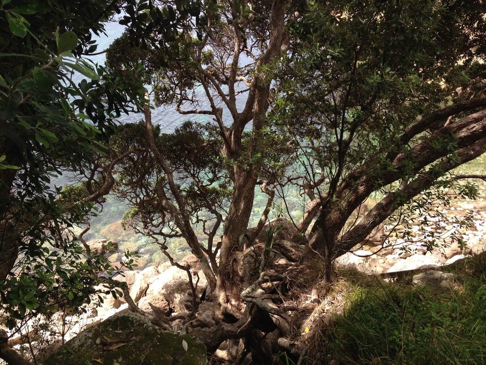 big tree near the water on the beach