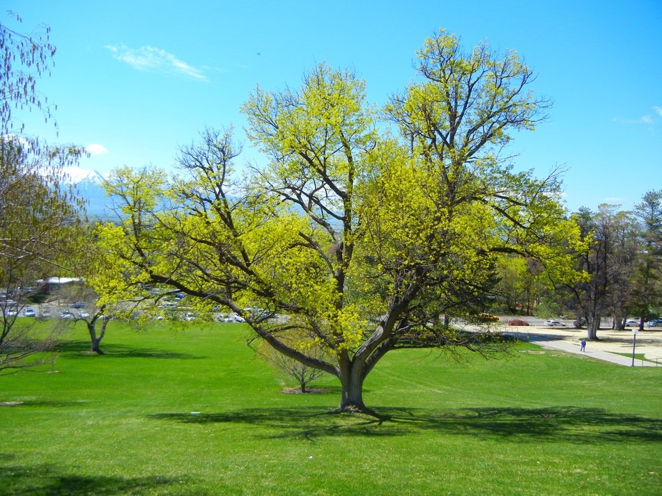 Beautiful trees in a park