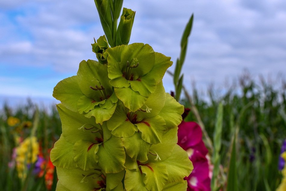 stunningly beautiful Gladiolus