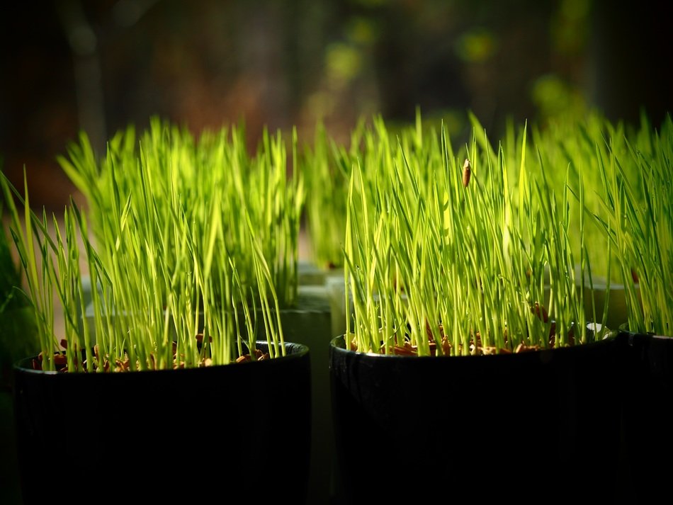 picturesque and pretty Sapling Plant