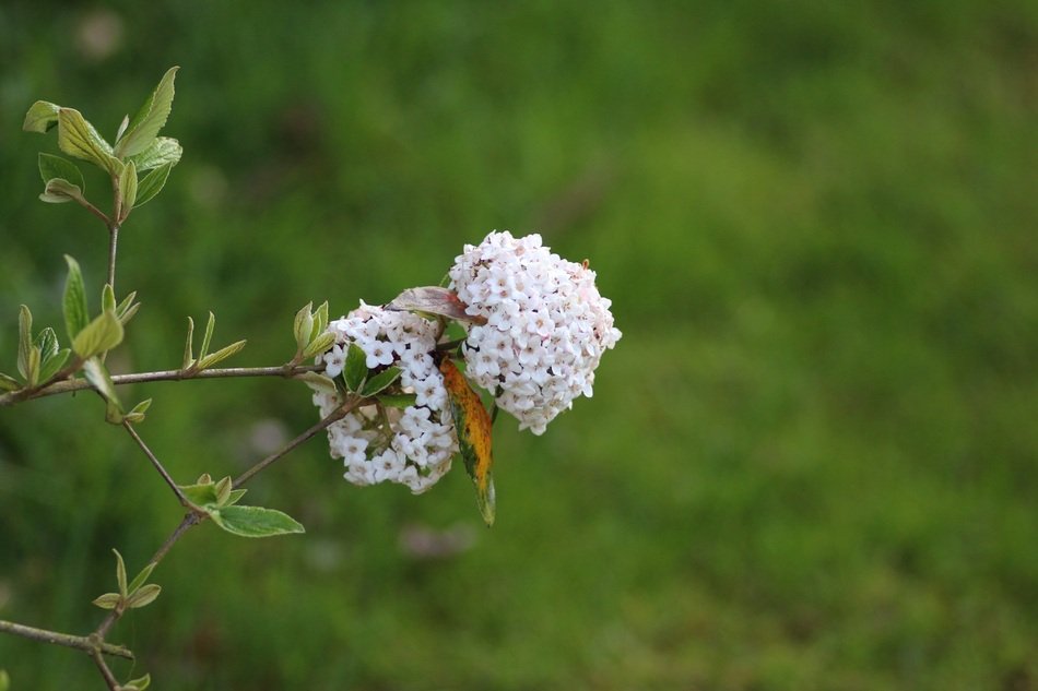 Viburnum Flower White Spring