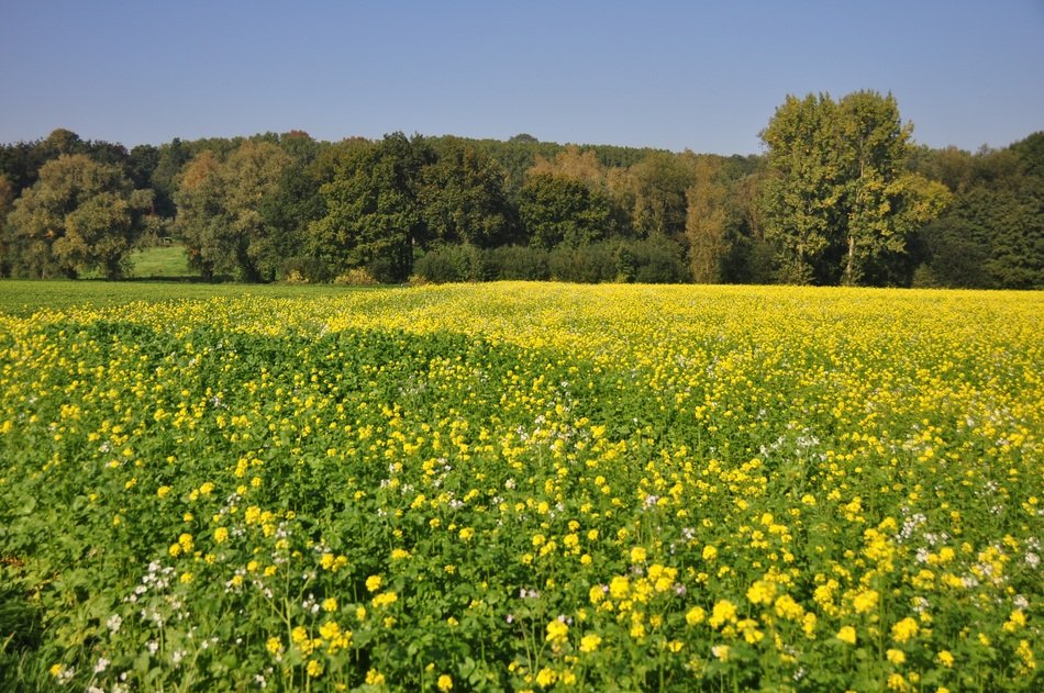field with yellow flowers in belgium