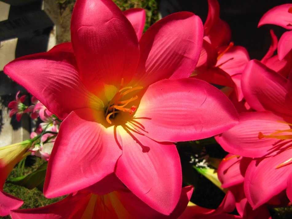 Close-up of the beautiful pink and yellow acapulco lily flowers