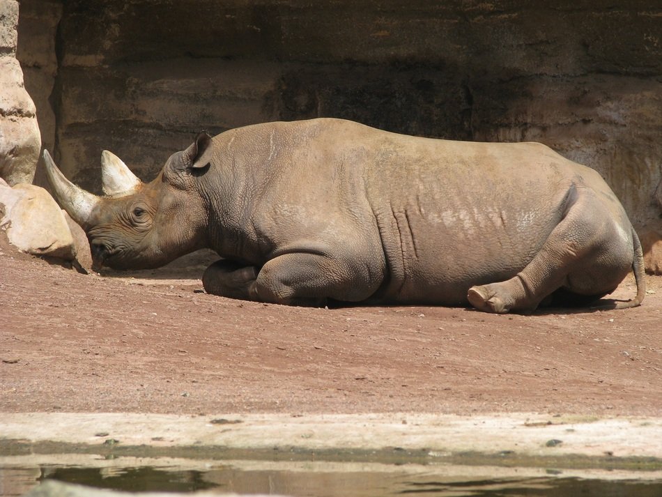 nice Rhino Relax