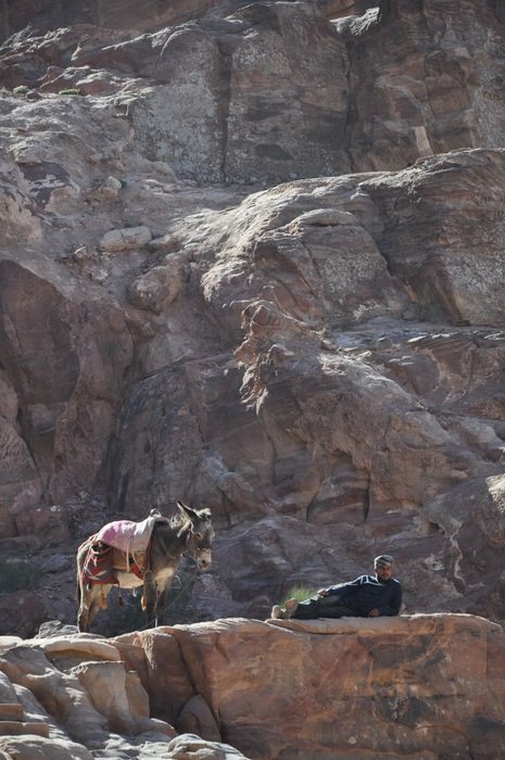 landscape of donkey on rocky mountain