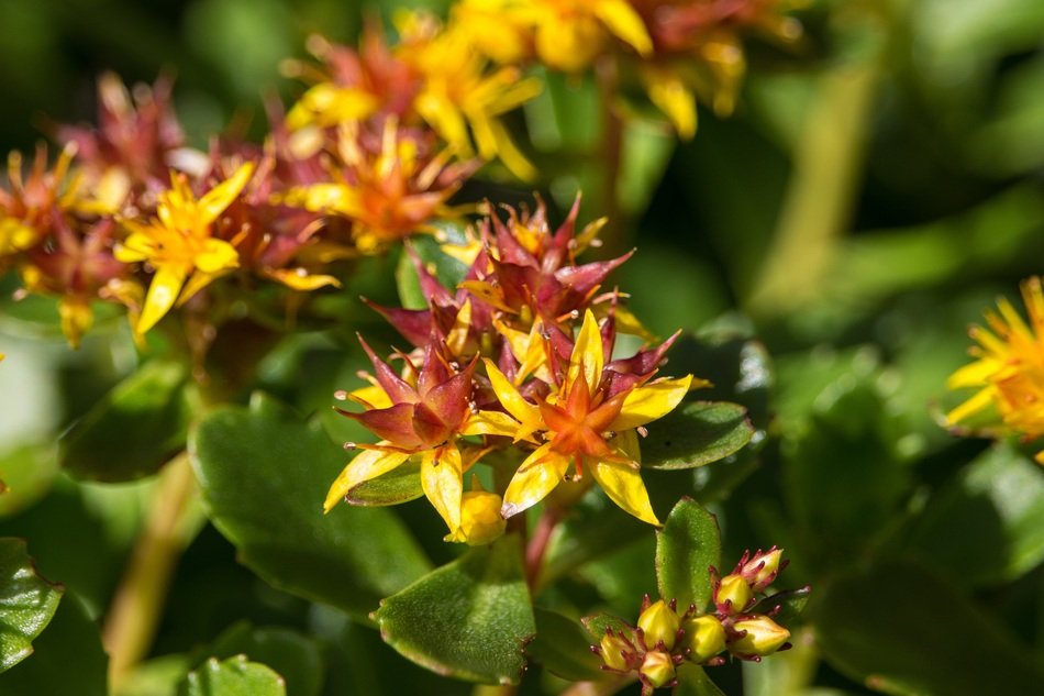 colorful petite flowers in nature