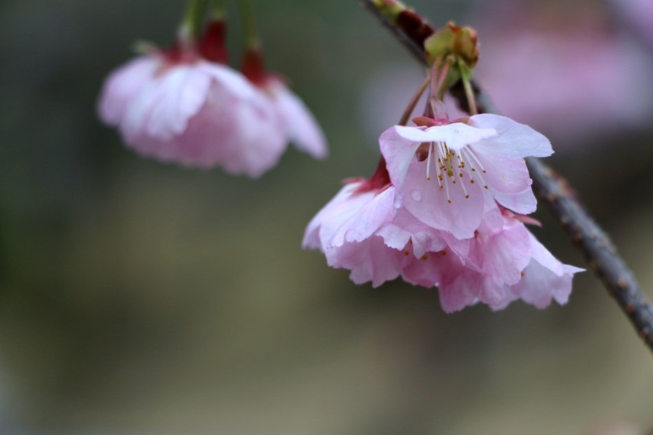 cherry in bright pink bloom on a blurry background