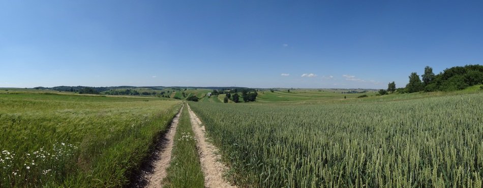 Landscape with the fields in Poland