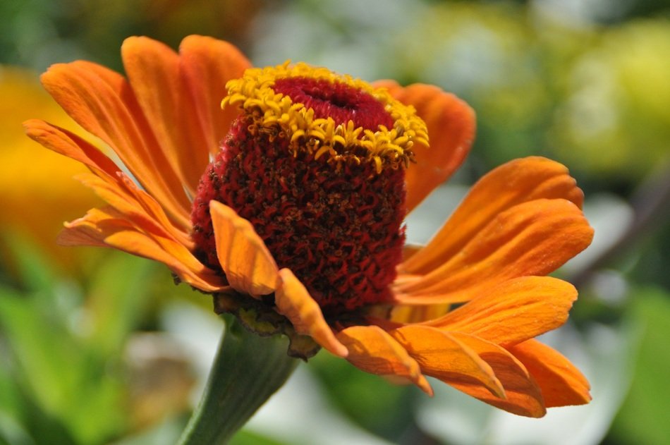 Orange wild flowers in a garden