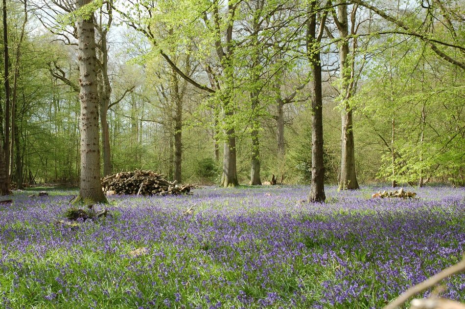 blue bells like a flower carpet in the forest