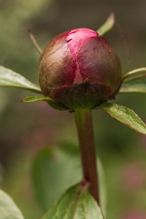 Button of the flower