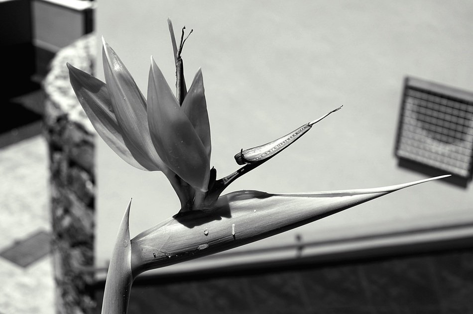 flower like a bird in black and white image