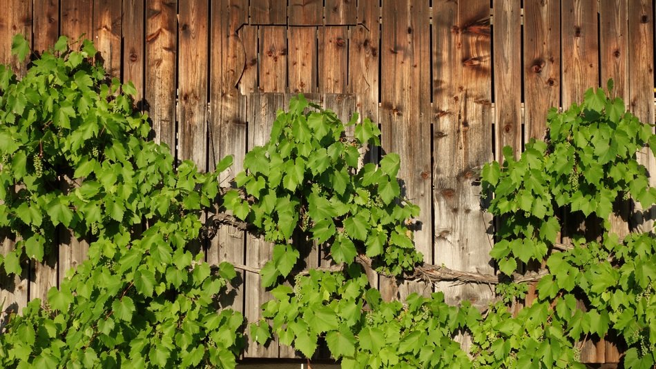 stunningly beautiful Grapevine Wall