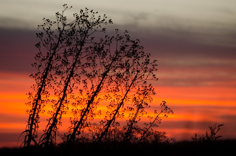 Flowers of the field at the sunset