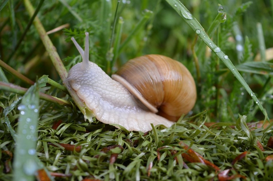 Snail on the grass