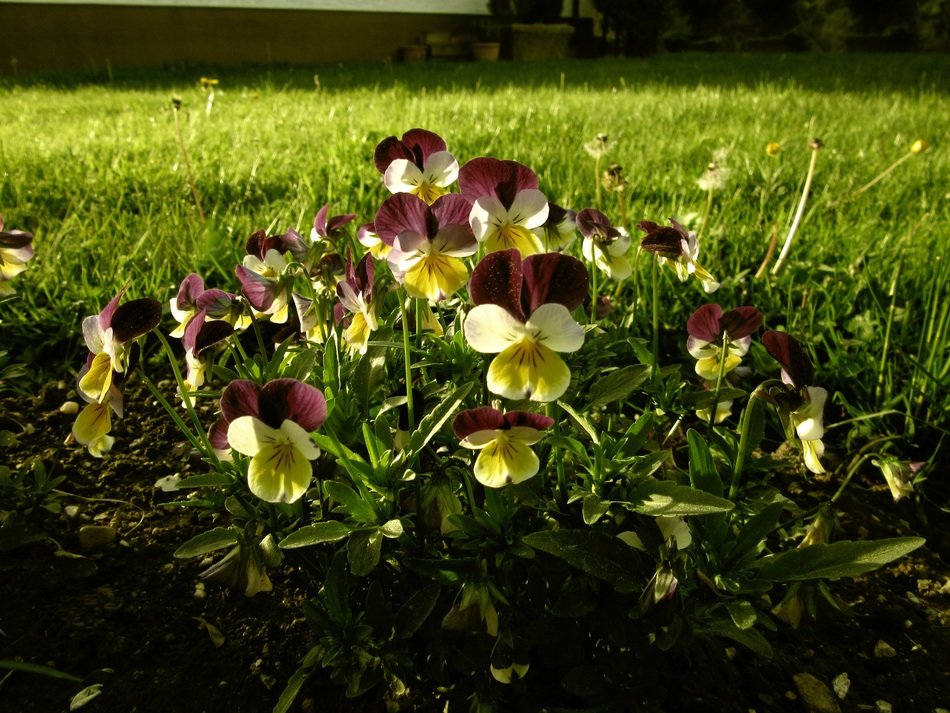 pansy flowers in the park