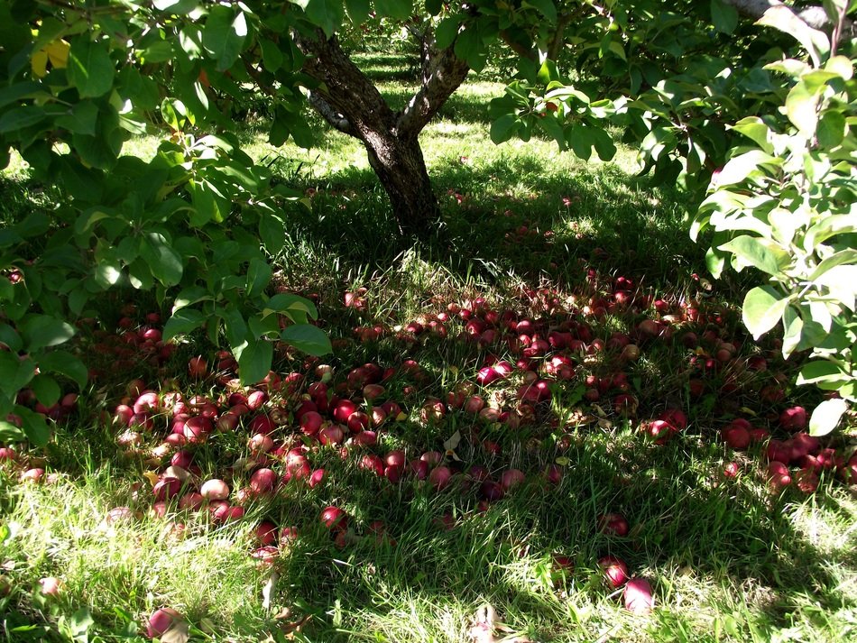 Apples under the tree