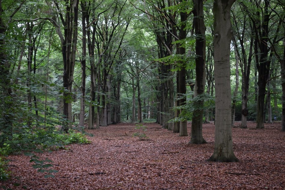 landscape of rows of trees in the forest