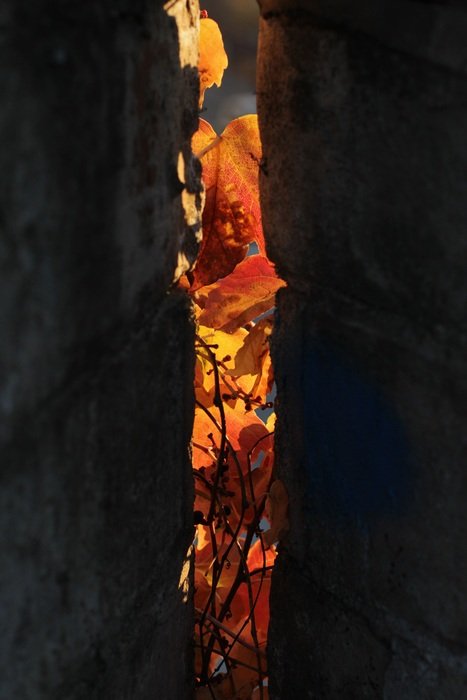 Fall Color Leaves Brown Shadows