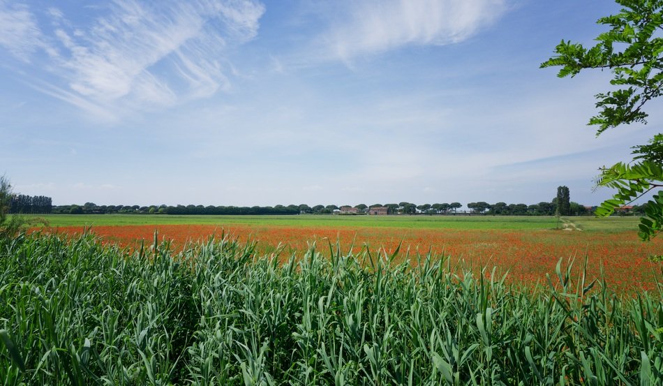 panorama of green field and poppy field in Italy