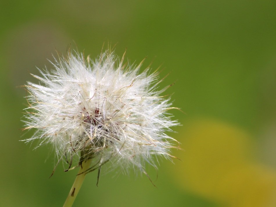dandelion as a fluff on a blurred background