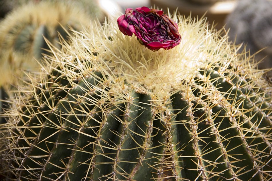 captivating Cactus Plant