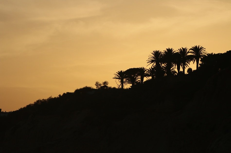 silhouettes of landscape with palm trees