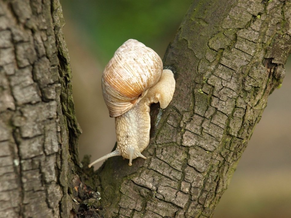 Close-up of the snail on the tree