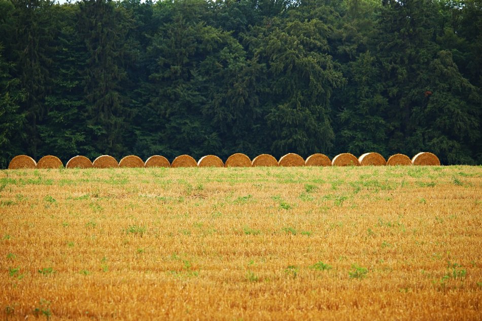 even row of straw bales on stubble